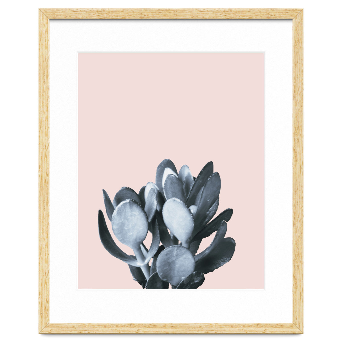 Cactus collection BL-II