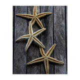 Starfishes in wooden (Print Only) thumbnail