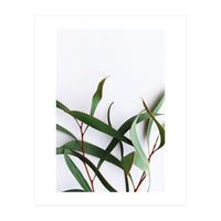 Green Eucalyptus leaves (Print Only)
