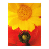 SPRING LOVE (Print Only) thumbnail