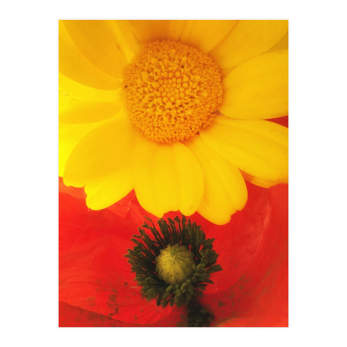 SPRING LOVE (Print Only)