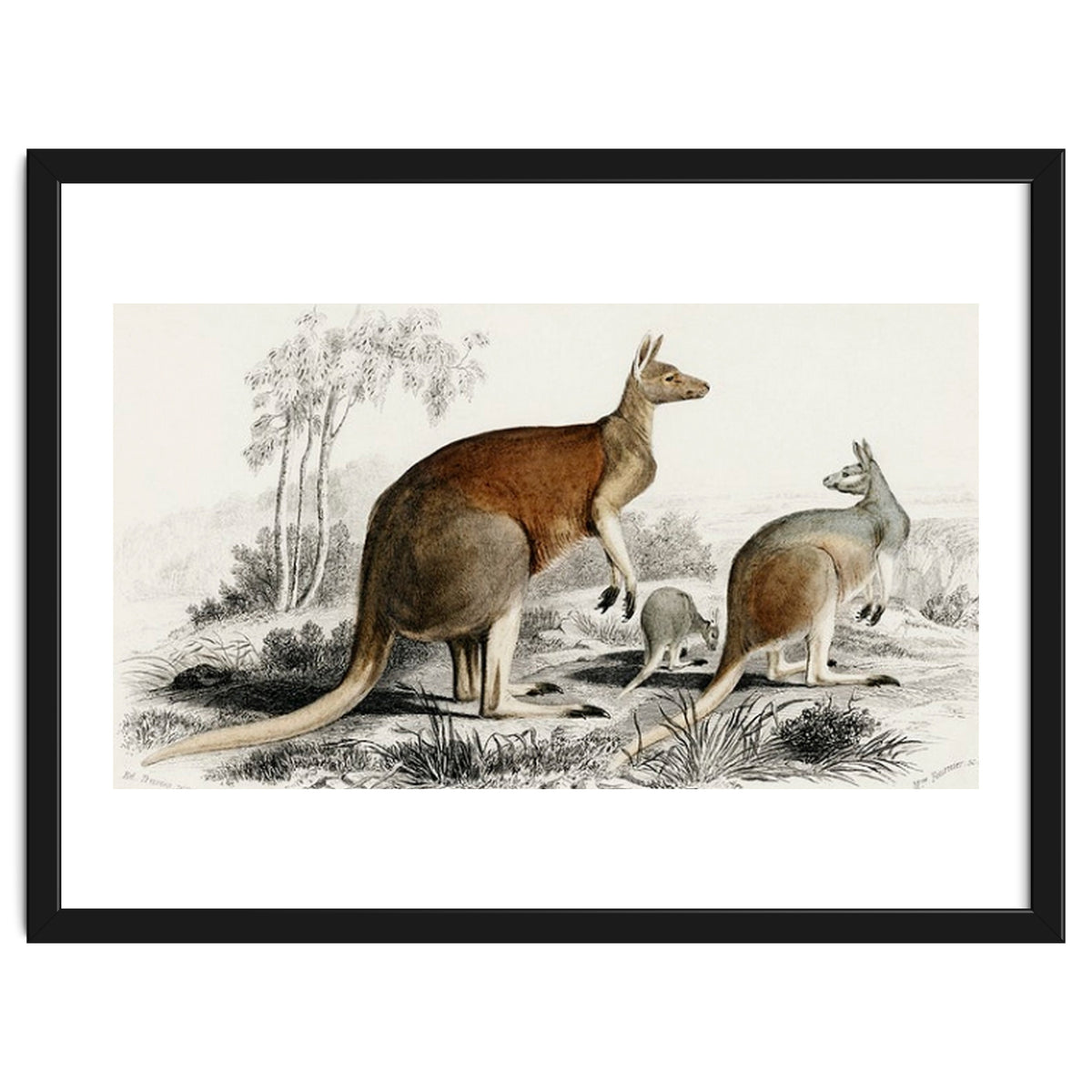 The red kangaroo illustrated