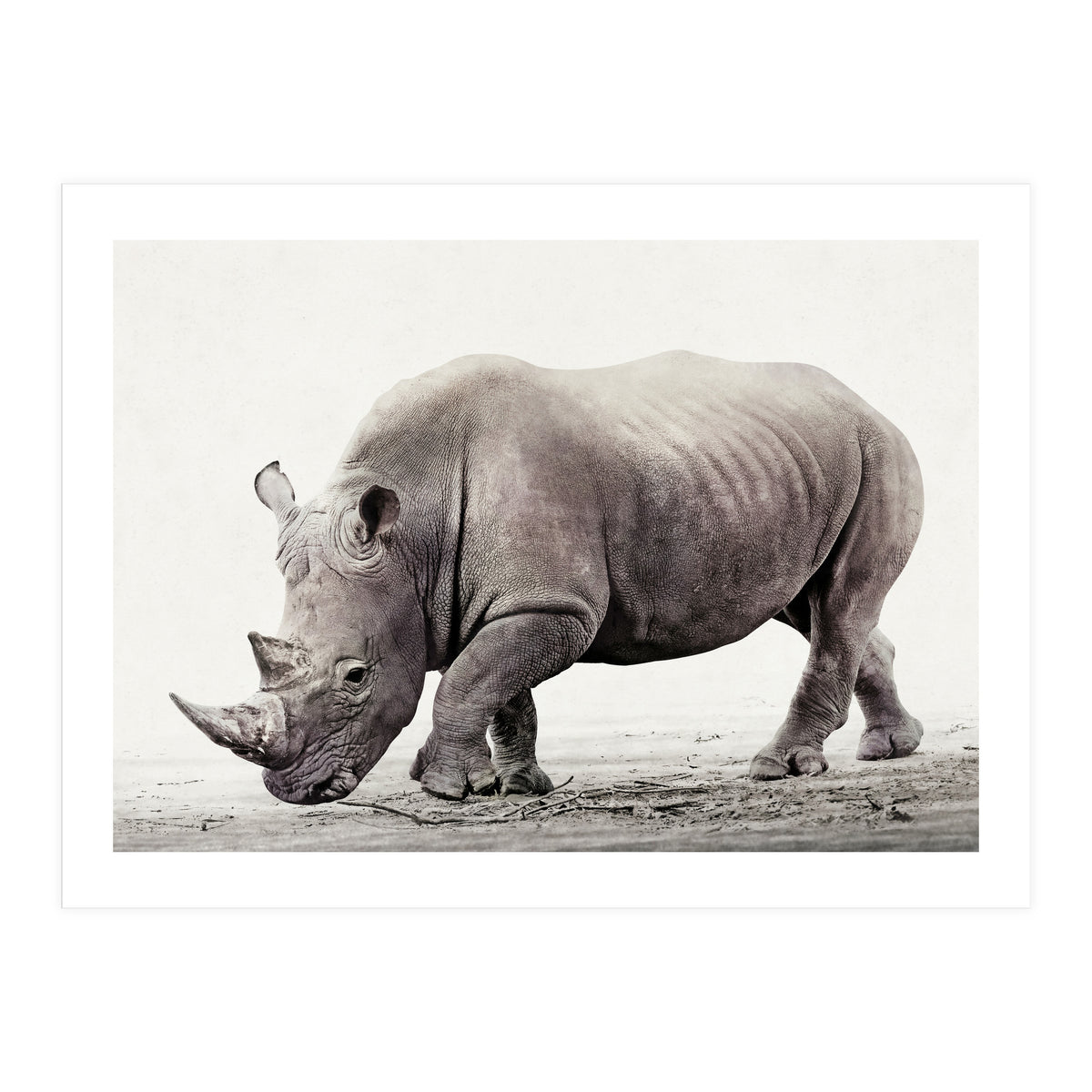 Rhino (Print Only)