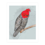 Gang gang cockatoo (Print Only) thumbnail