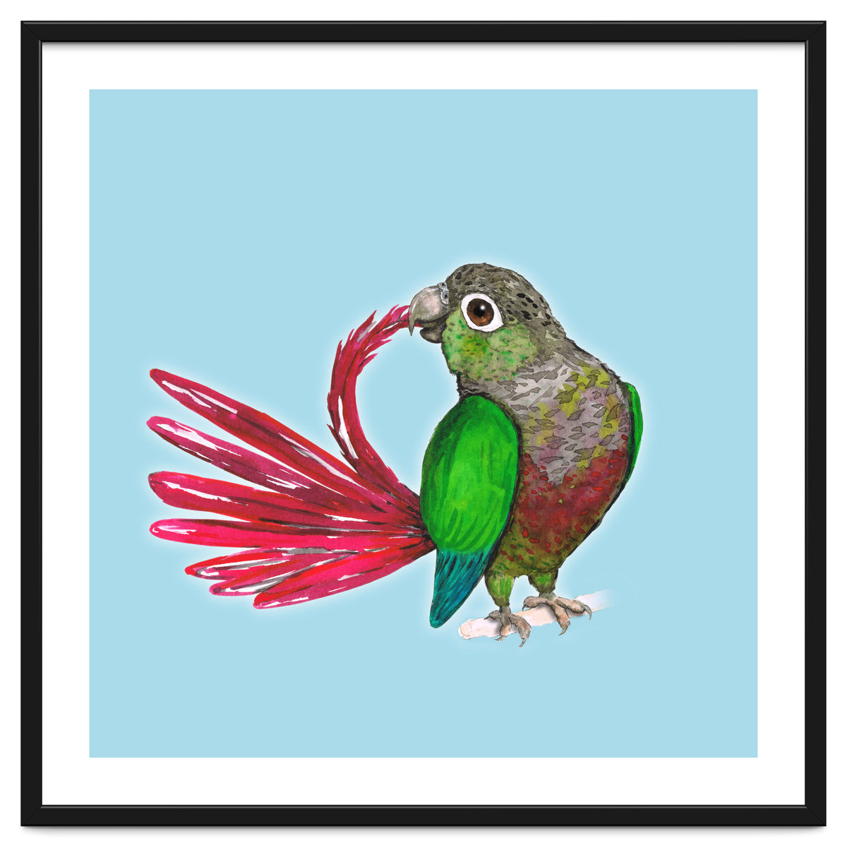 Preening green-cheeked conure
