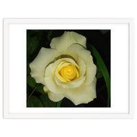 Blooming White Rose