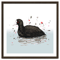 Common coot