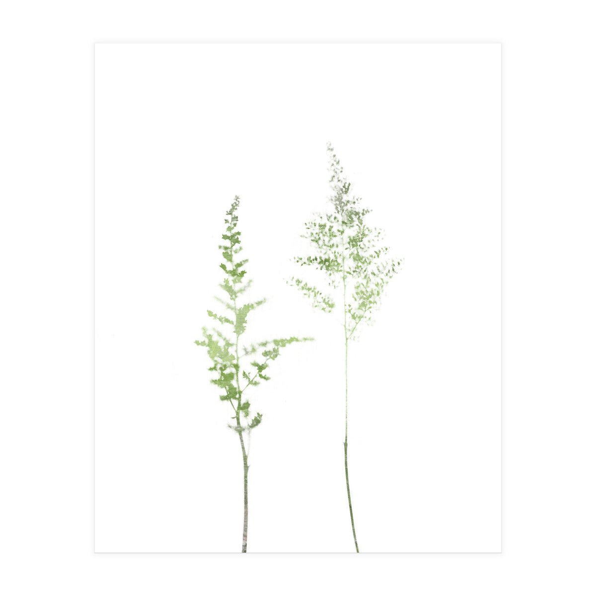 Olive Green Astilbe (Print Only)