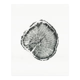 Tree Ring Print, Albion Basin, Utah, Pine Tree Print (Print Only) thumbnail