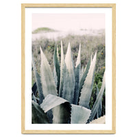 Pale Agave