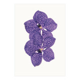 Cc Flower 06 (Print Only) thumbnail