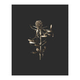 Golden Botanicals -  Square (Print Only) thumbnail