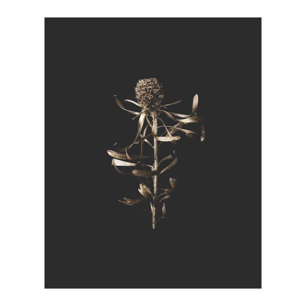 Golden Botanicals -  Square (Print Only)
