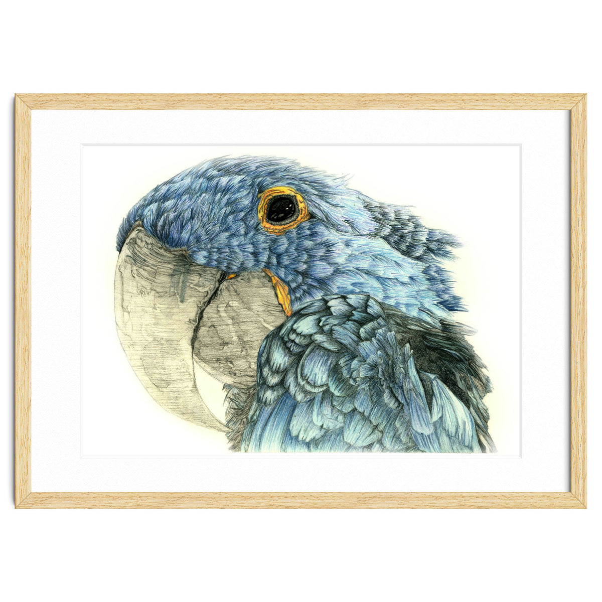 Blue Parrot