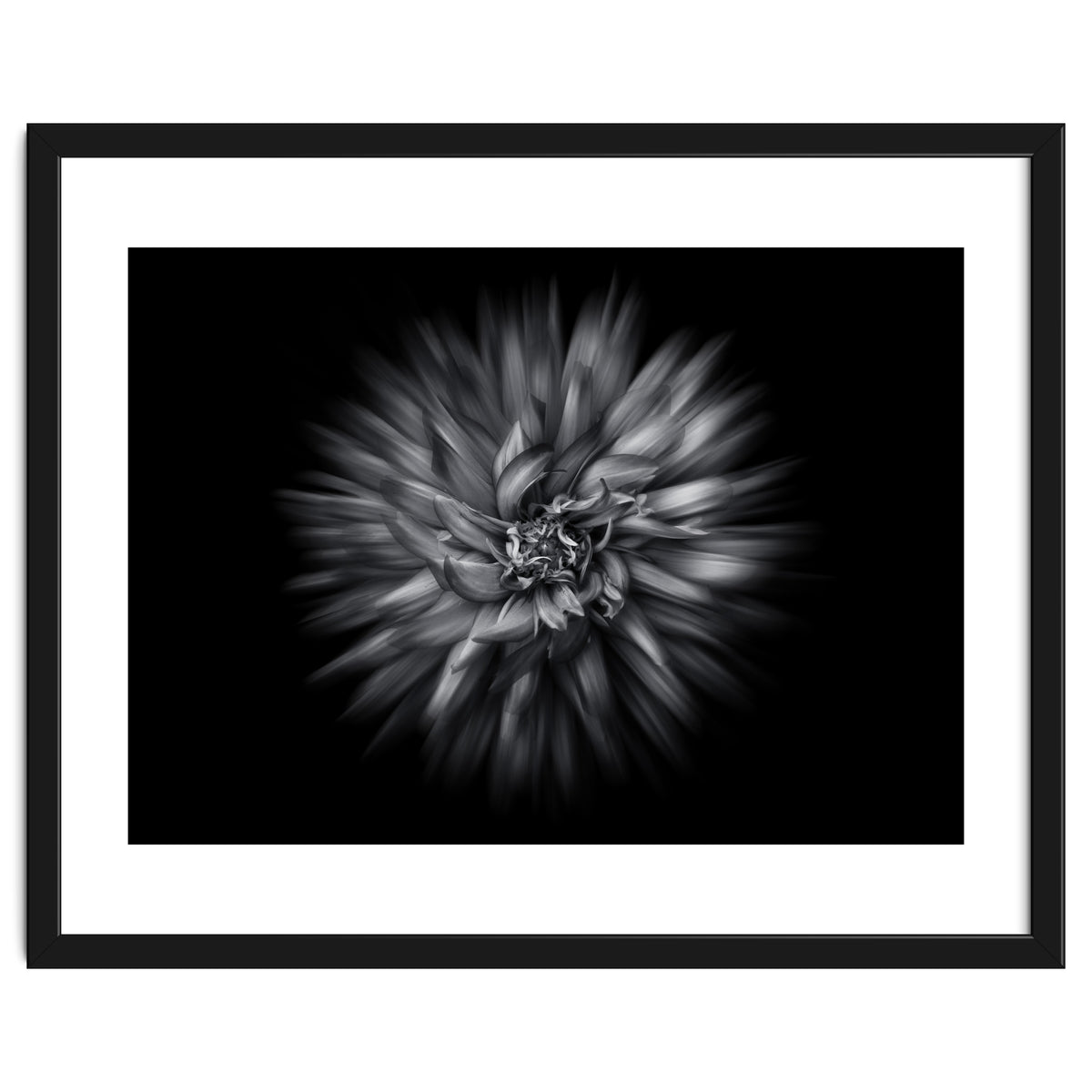 Backyard Flowers In Black And White 20 Flow Version