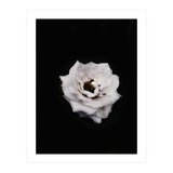 White Rose (Print Only) thumbnail