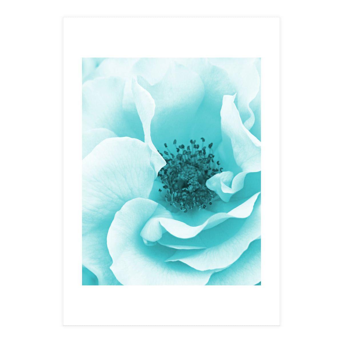 Blue Rose (Print Only)