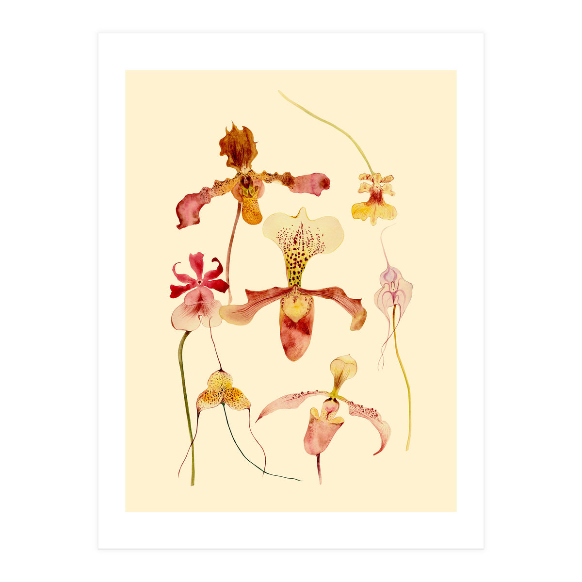 Orchids #2 (Print Only)
