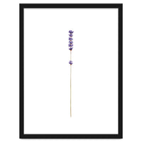 Lavender twig