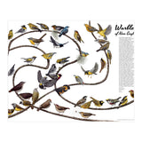 Warblers of New England (Print Only) thumbnail