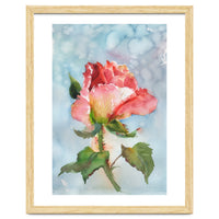 Beautiful Rose Watercolor