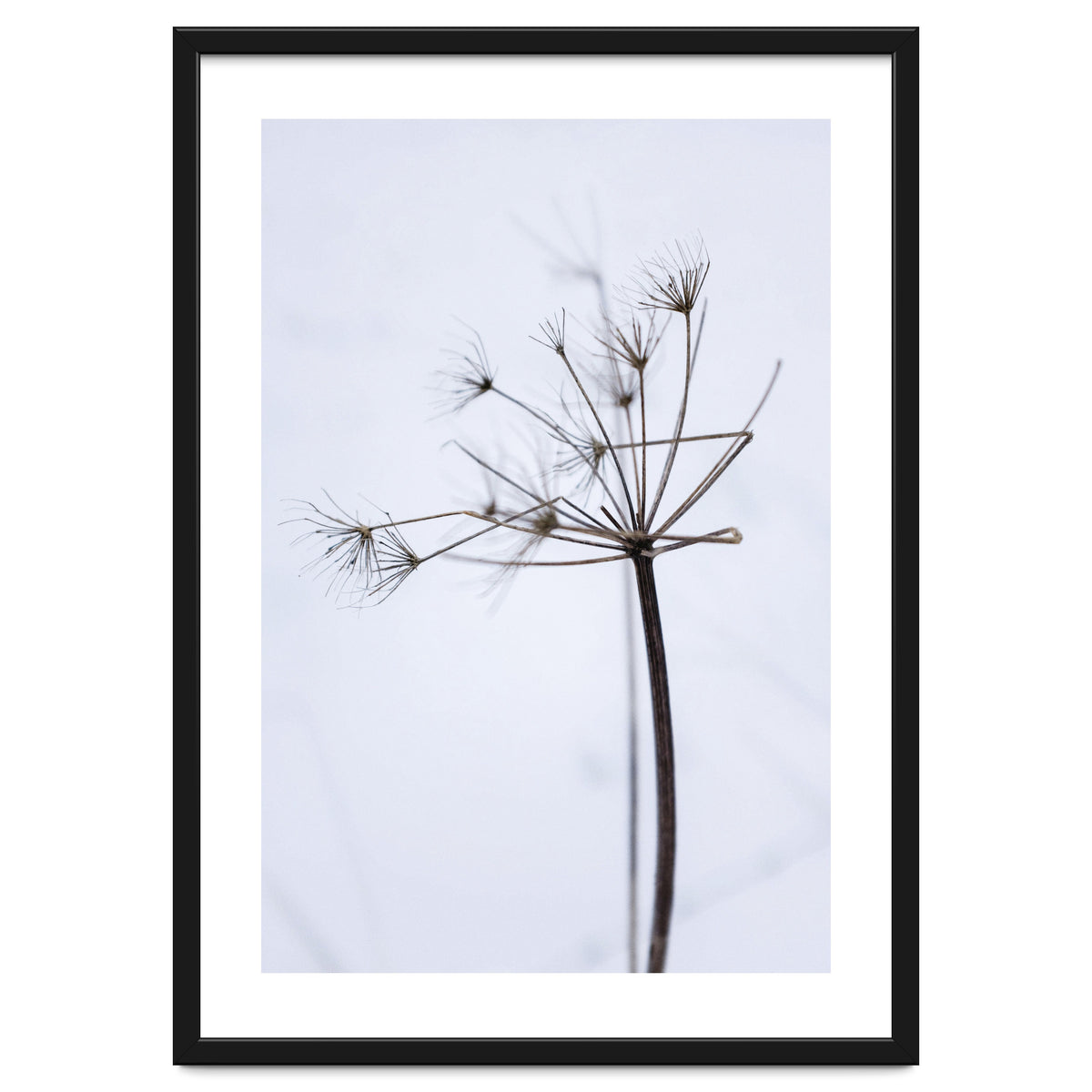 Wildflower in Winter