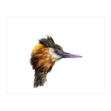 Grebe No.1 (Print Only) thumbnail