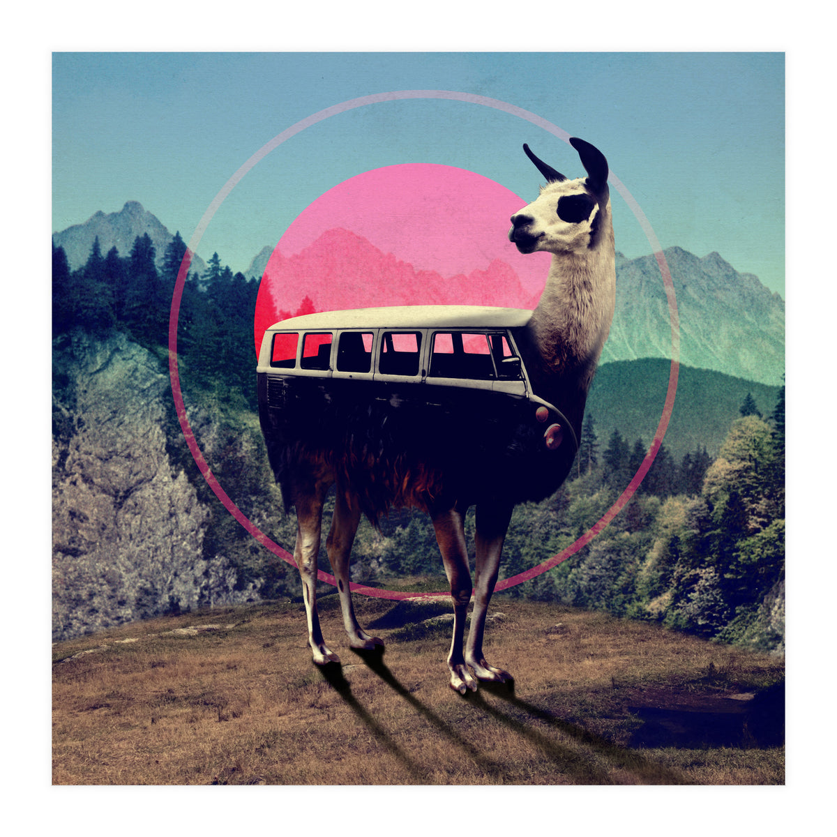 Llama (Print Only)