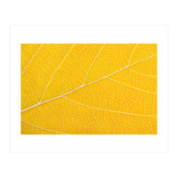 Autumn Leaf (Print Only)