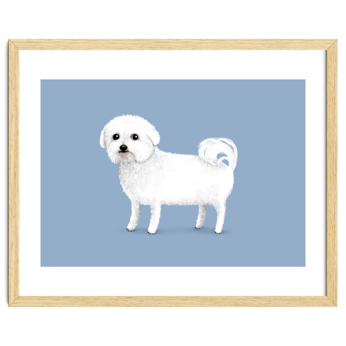 Bichon Frise