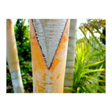 Palm V (Print Only) thumbnail