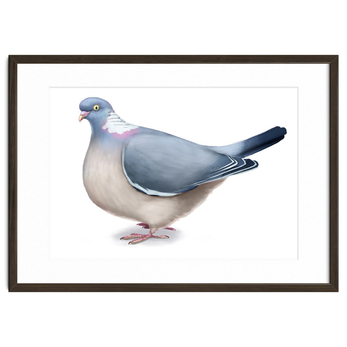 Wood Pigeon