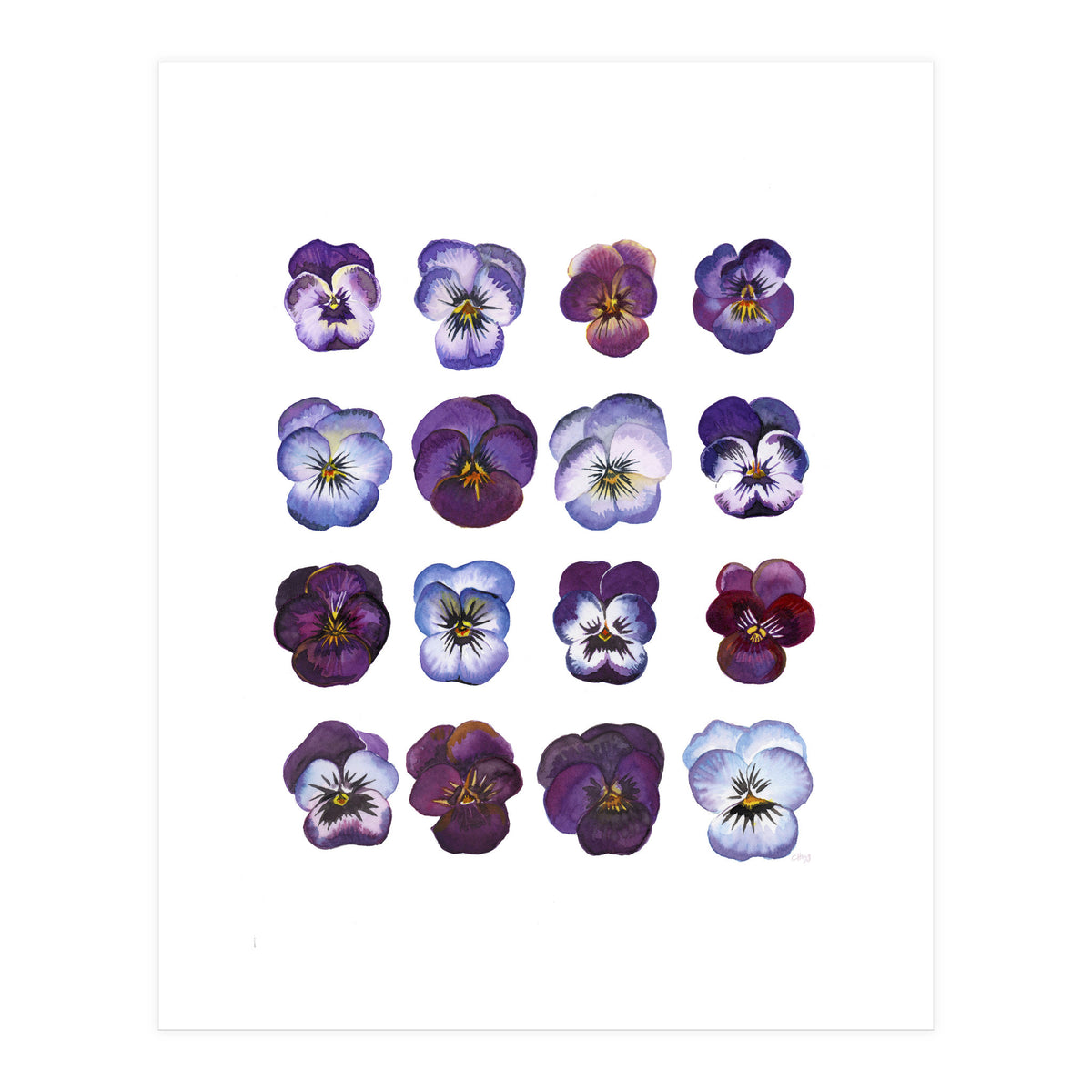 A Watercolour Study Of Violas (Print Only)