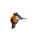 Grebe No.1 (Print Only) thumbnail