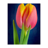 Tulip (Print Only) thumbnail