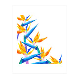 Bird Of Paradise Watercolor (Print Only) thumbnail