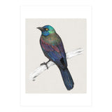 Common Grackle (Print Only) thumbnail