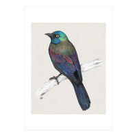 Common Grackle (Print Only)