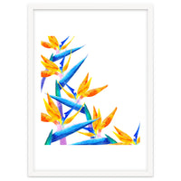 Bird Of Paradise Watercolor