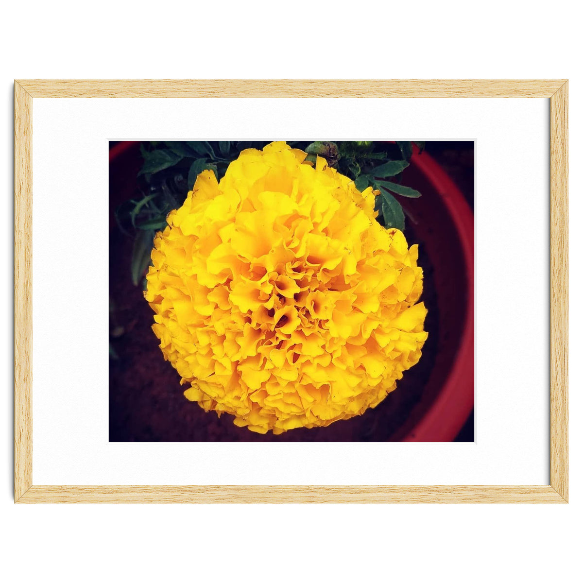 Yellow Chrysanthemum