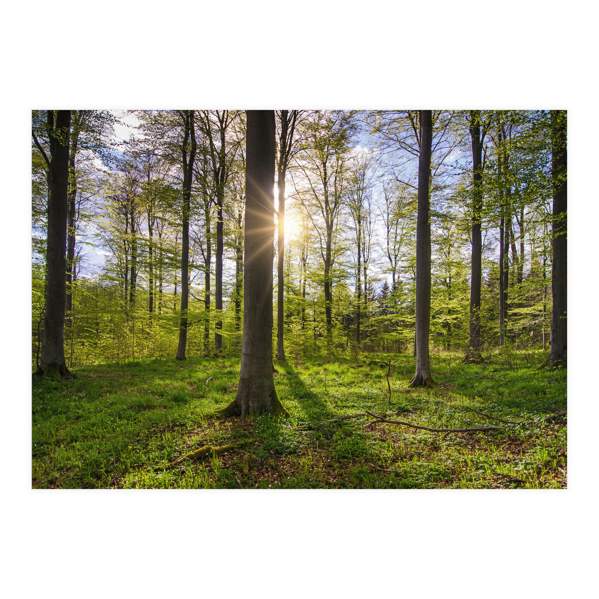 Spring Sun (Print Only)