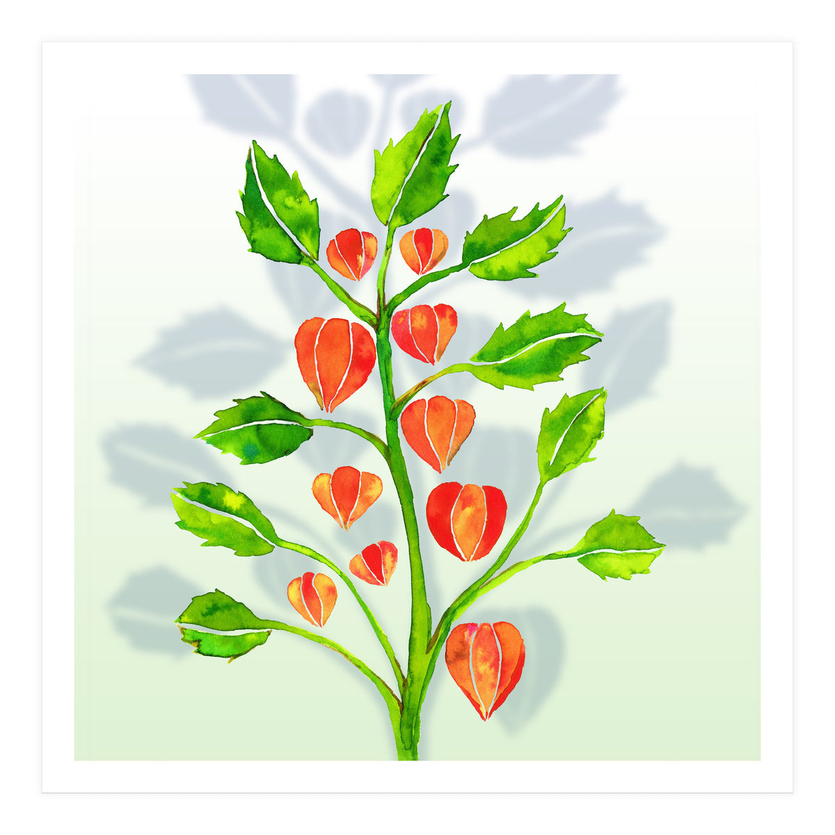 Physalis (Print Only)