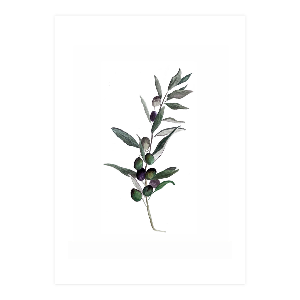 Botanical Illustration Olive (Print Only)
