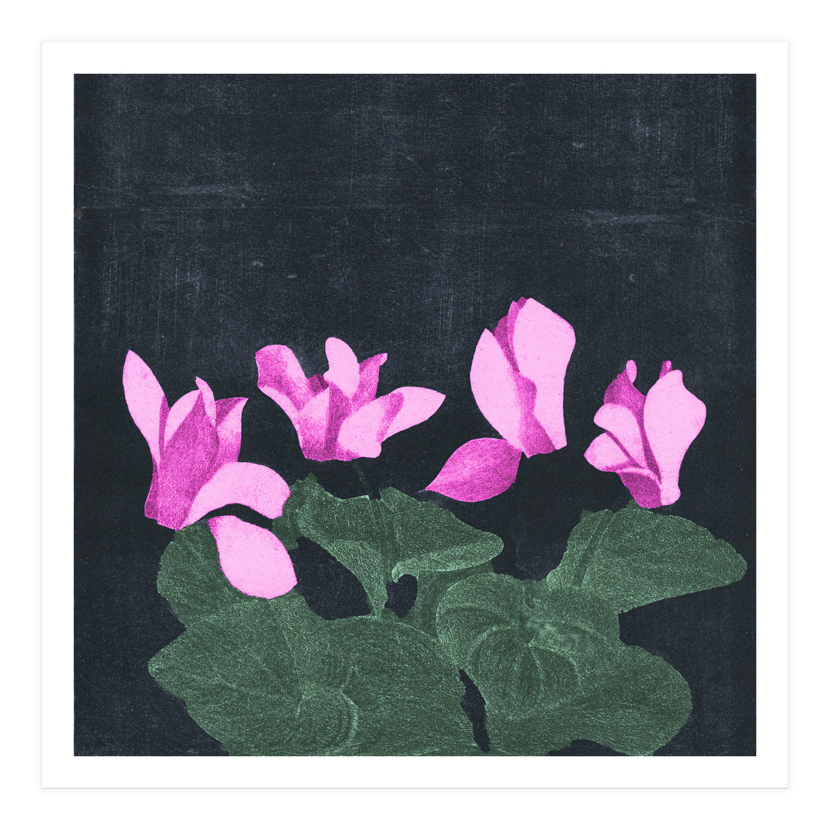 Cyclamen  (Print Only)