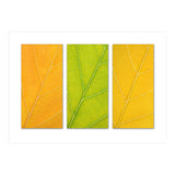 Autumn Leaves (Print Only) thumbnail