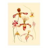 Orchids #2 (Print Only) thumbnail