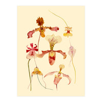 Orchids #2 (Print Only)