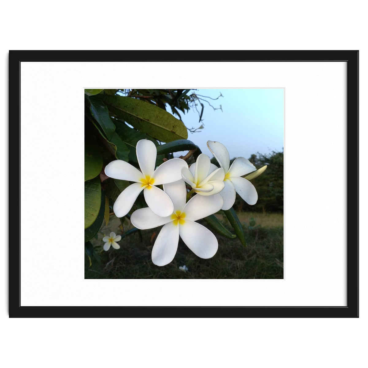Frangipani