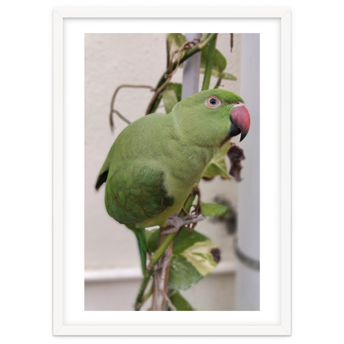 Dazzling Indian Parrot