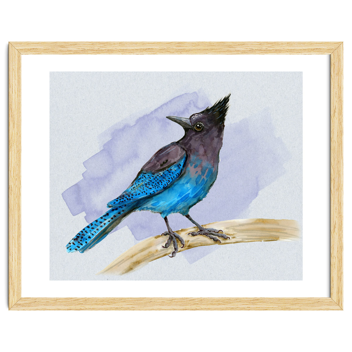 Steller's jay watercolor